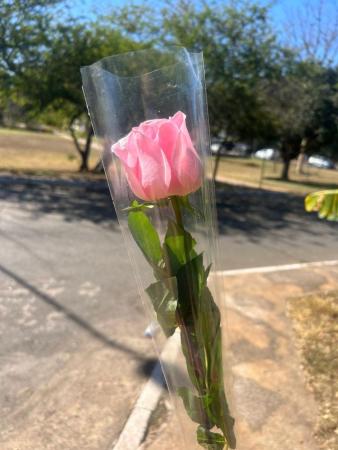 UNIDADE DE ROSA