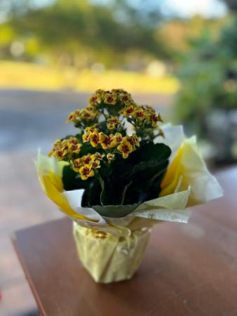 Kalanchoe